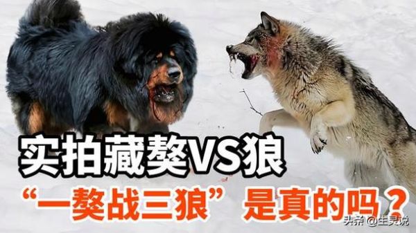 中亚vs藏獒(谁才是真正的王者)