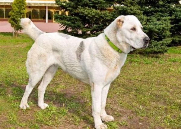 中亚牧羊犬(适合新手养吗)