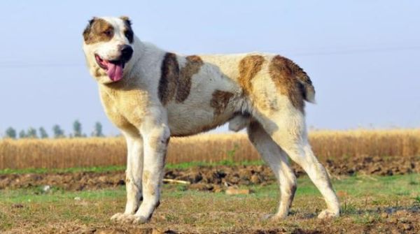 中亚牧羊犬(适合新手养吗)