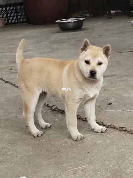 中华田园犬(它们真的只是流浪狗吗)