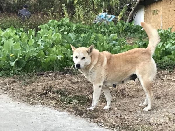 中华田园犬(它们真的只是流浪狗吗)