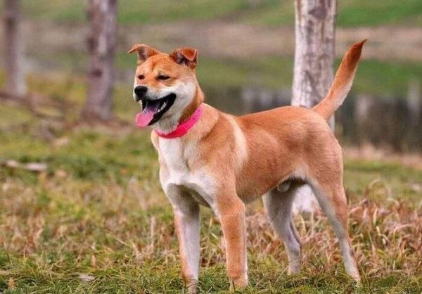 中华田园犬图片(中华田园犬的历史有多悠久)