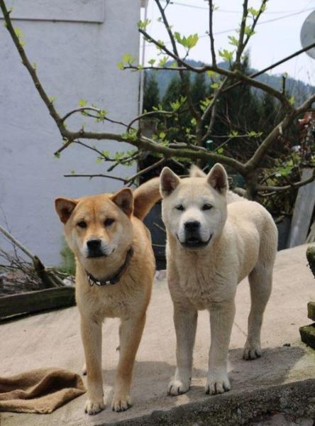 中华田园犬图片(中华田园犬的历史有多悠久)
