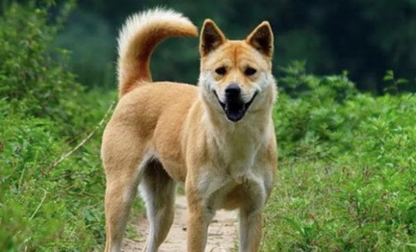 中华田园狗(中华田园犬到底有多古老)