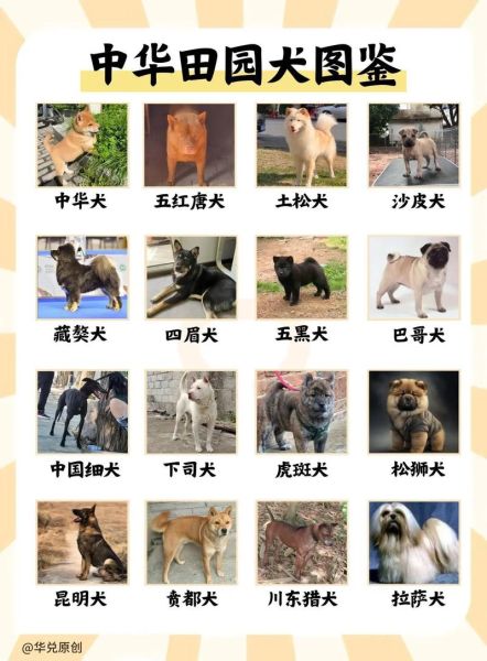 中华田园狗(中华田园犬到底有多古老)
