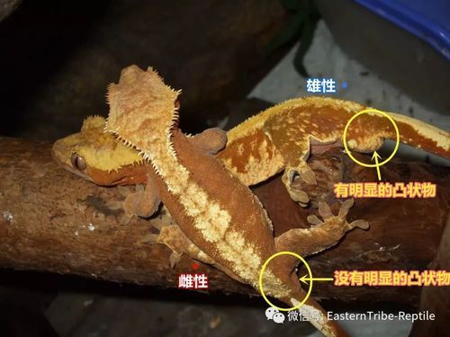 中华石龙子(它跟壁虎有什么区别)