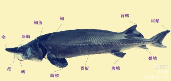 中华鲟的栖息地分布范围主要在哪里(它们在哪些地方最常见)