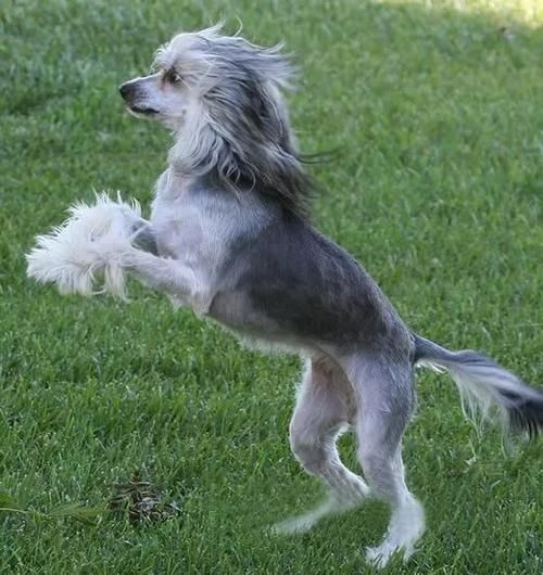 中国冠毛犬(它真的适合当宠物吗)