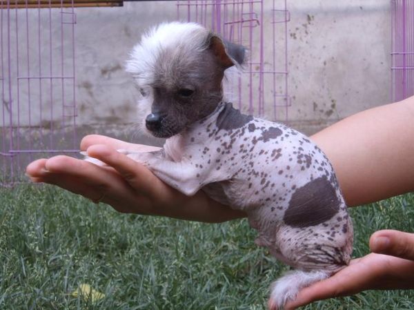 中国冠毛犬价格(普通和纯种差别大吗)
