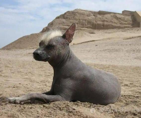 中国冠毛犬价格(普通和纯种差别大吗)