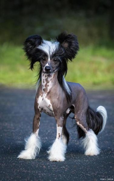中国冠毛犬图片(是因为独特吗)