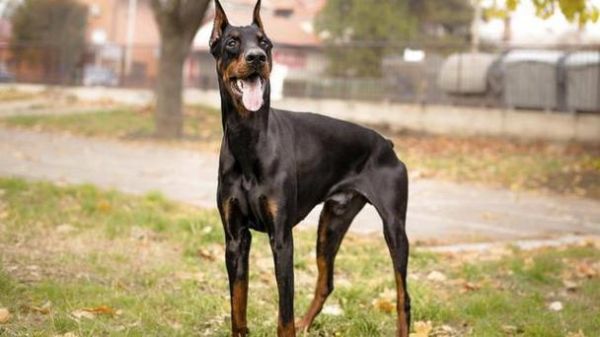 中国十大禁犬(你知道哪些狗不能养吗)