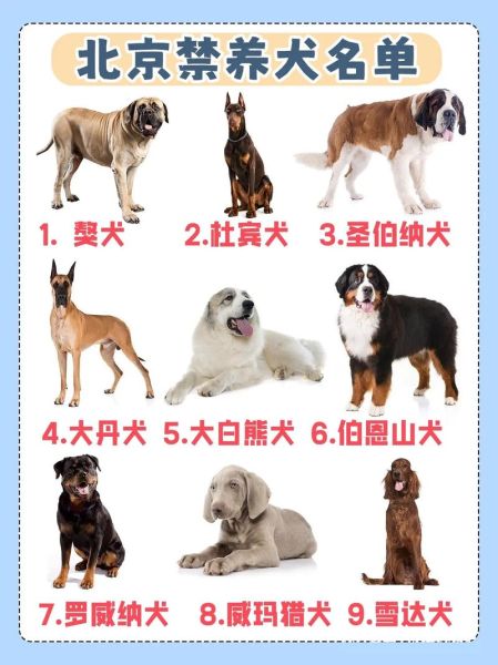 中国十大禁犬(你知道哪些狗不能养吗)