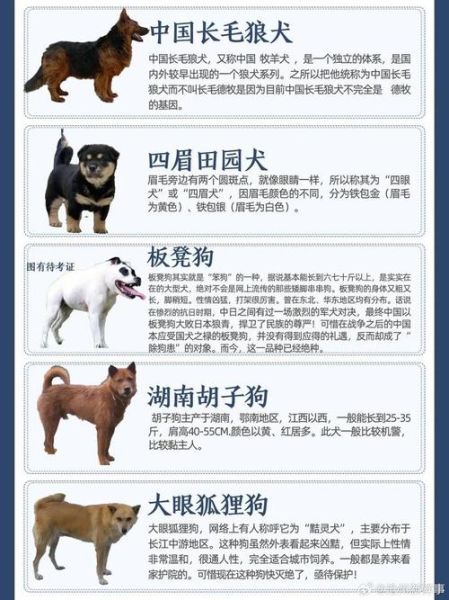 中国名犬(哪种名犬你最想了解)