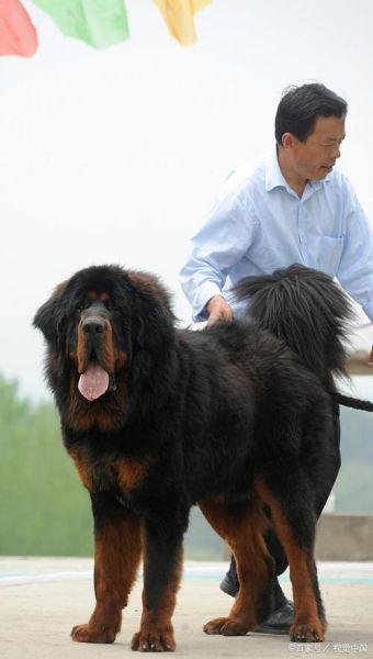 中国名狗(藏獒是中国的骄傲吗)