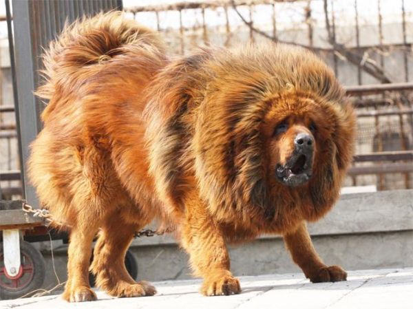 中国名獒(还有哪些中国名犬值得关注)