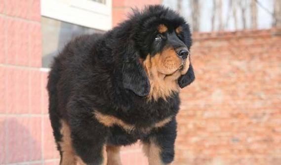 中国名獒(还有哪些中国名犬值得关注)