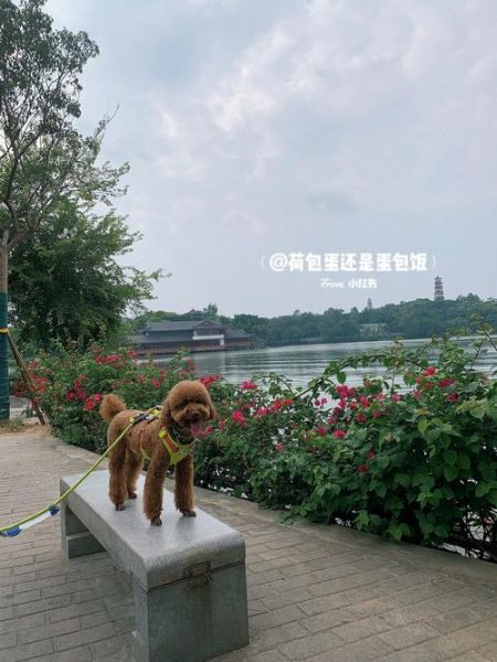 中国宠物网(中国宠物网值得逛逛)