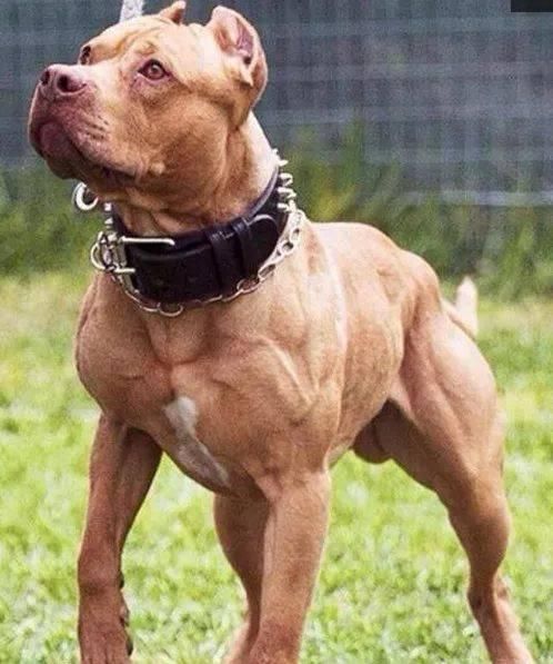 中国护卫犬网( 中国护卫犬网解答)