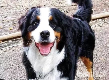 中国昆仑山脉犬(它有哪些秘密)