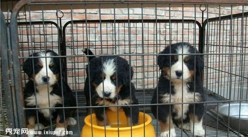 中国昆仑山脉犬(它有哪些秘密)