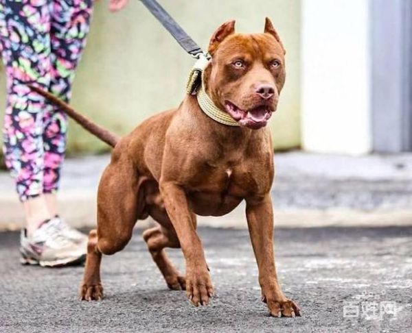 中国比特犬俱乐部(中国比特犬俱乐部靠谱吗)