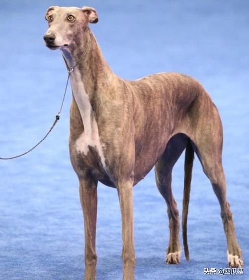 中国比特犬俱乐部(中国比特犬俱乐部靠谱吗)