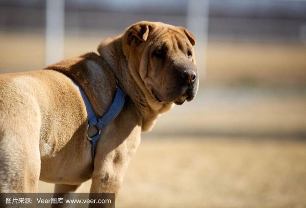 中国沙皮犬(它性格温顺吗)