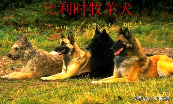 中国牧羊犬(它跟我们常见的田园犬有什么区别)