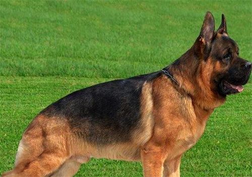 中国牧羊犬在线(来中国牧羊犬在线寻找答案)