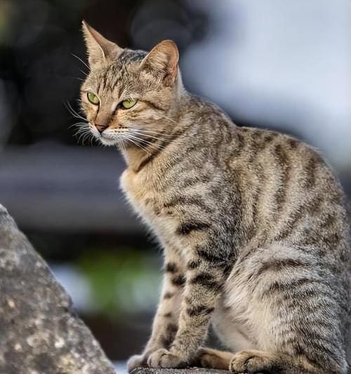 中国狸花猫(为什么不被人推荐)
