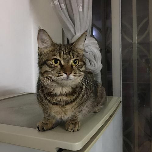 中国狸花猫被cfa除名(还是CFA的标准有问题)