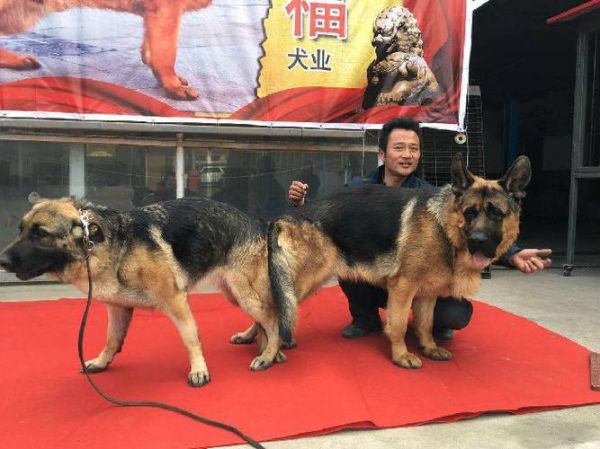 中国福犬(现在还存在吗)