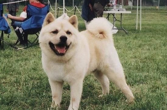 中国福犬(现在还存在吗)