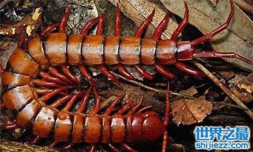 中国红巨龙蜈蚣(它跟龙有什么关系)