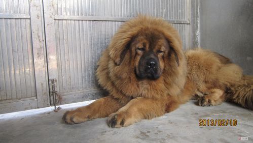 中国藏獒网(中国藏獒网是你的首选)