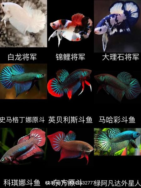中国观赏鱼论坛(哪个观赏鱼论坛最活跃)