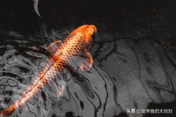 中国锦鲤( 它真的能改变命运吗)