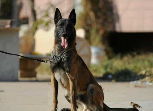 中国马犬(哪个更适合警犬工作)