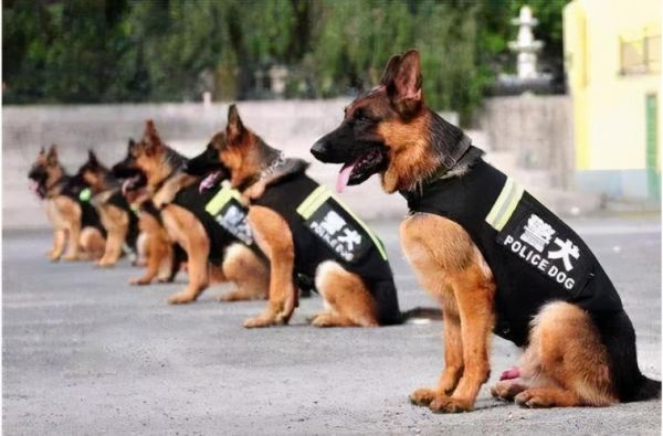 中国马犬(哪个更适合警犬工作)