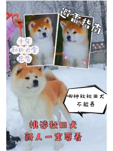 中型犬(养了会不会后悔)
