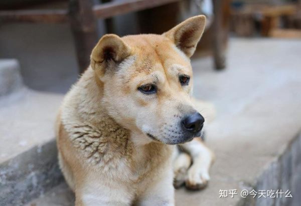 中型犬(养了会不会后悔)