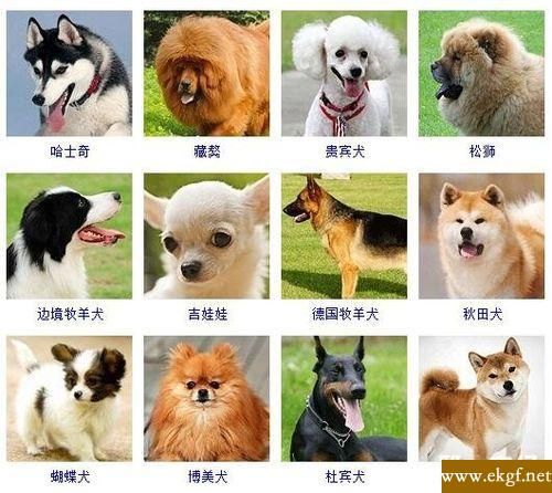 中小型犬(哪种最适合新手养)