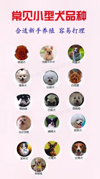 中小型犬(哪种最适合新手养)