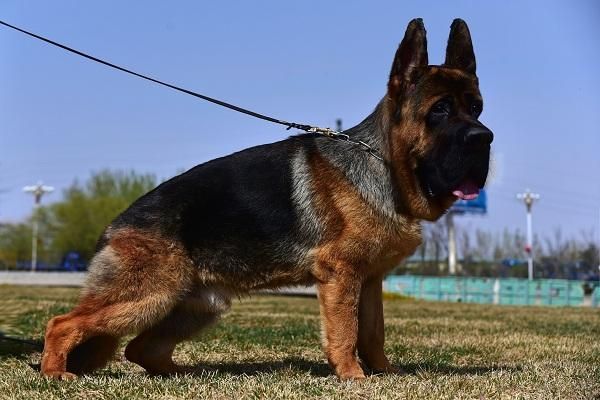 中牧犬(但它们真的适合你吗)