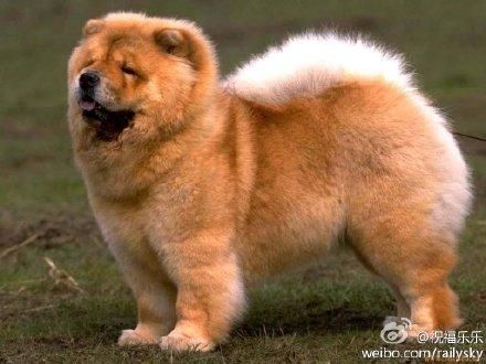 丰山犬(它们之间有什么区别)
