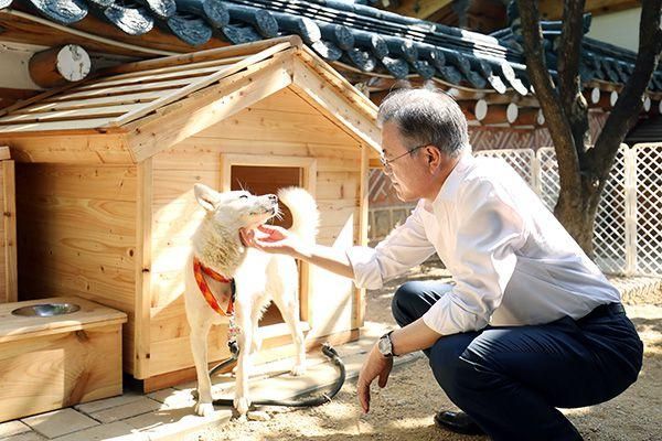 丰山犬(它们之间有什么区别)