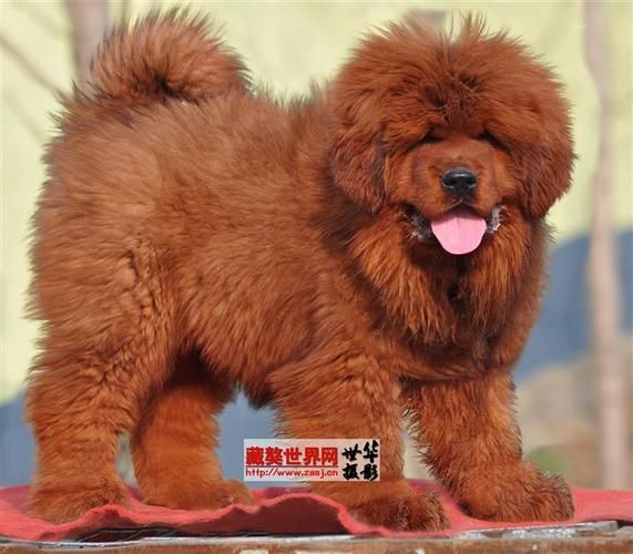 临沂藏獒(高考考点附近还有危险)