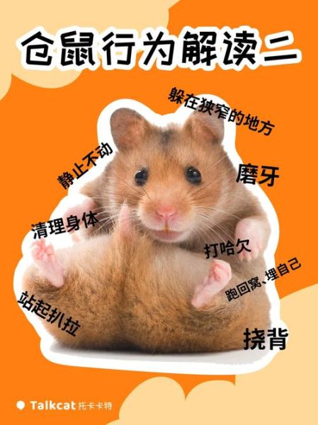 为什么家养的仓鼠喜欢玩滚轮(还是为了躲避危险)