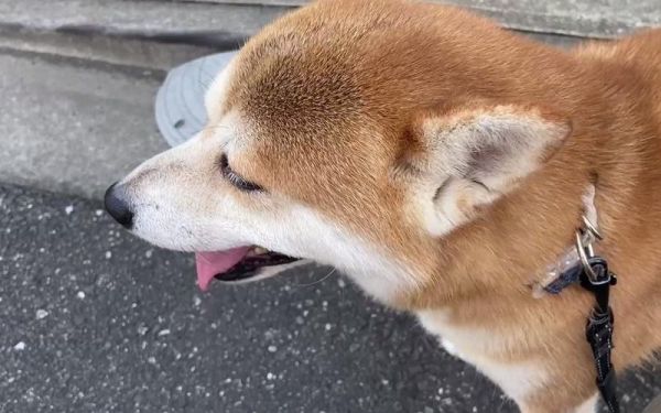 为什么热天里狗常常要吐舌头( 为什么它要这样做)